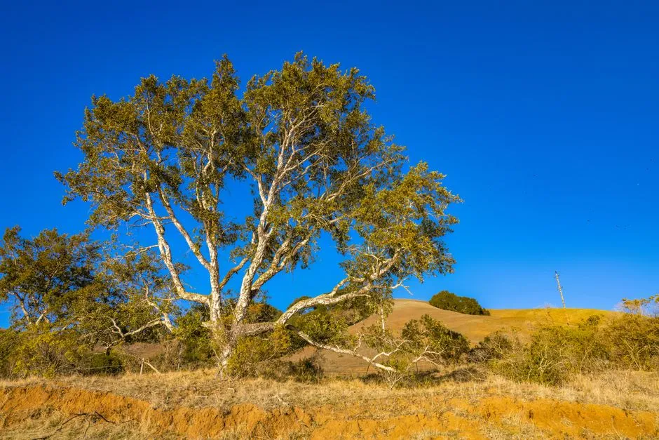 Blue Oak: The Toughest Tree for Dry, Sunny Spots (Image Credits: Pexels)