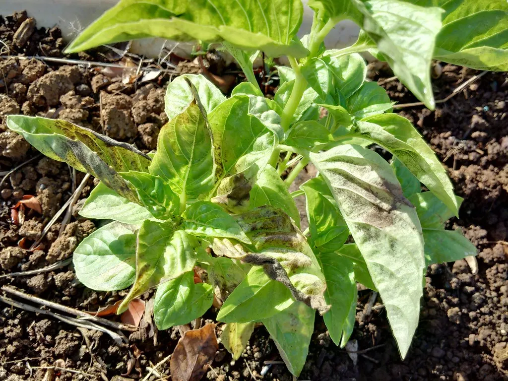 Basil Downy Mildew: The Disease That Strikes Without Warning (Image Credits: Flickr)