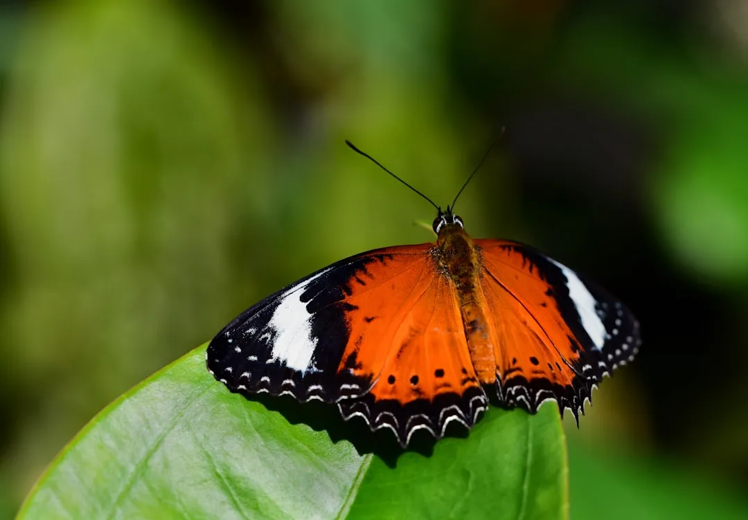 Why These Two Insects Are Worth Attracting (Image Credits: Unsplash)