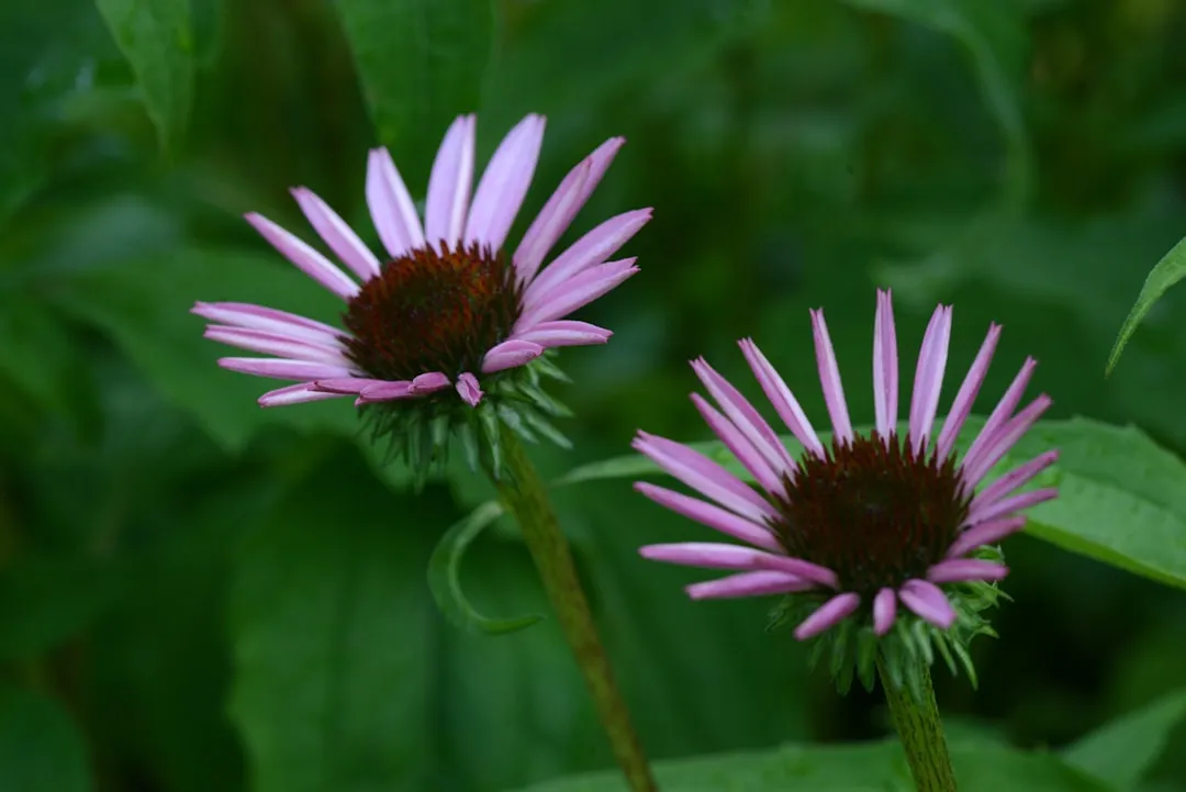 The Native Plant Habitat Yard: Environmental Values Made Visible (Image Credits: Unsplash)