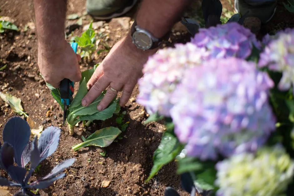Spring Is the Better Time to Prune Anyway (Image Credits: Pexels)