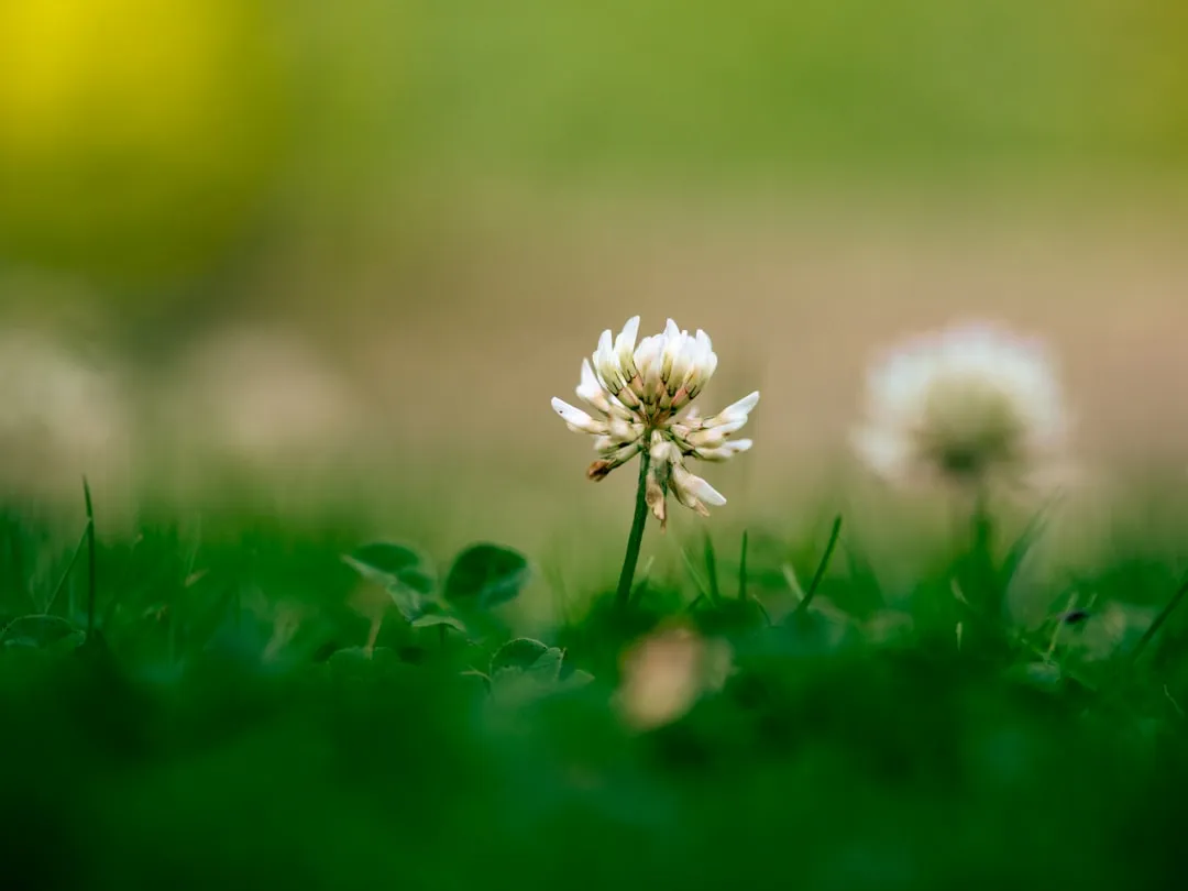Biodiversity Beyond Just Bees (Image Credits: Unsplash)