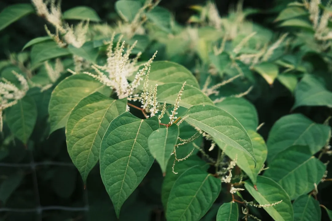 2. Japanese Knotweed (Reynoutria japonica): The Plant That Breaks Concrete (Image Credits: Unsplash)