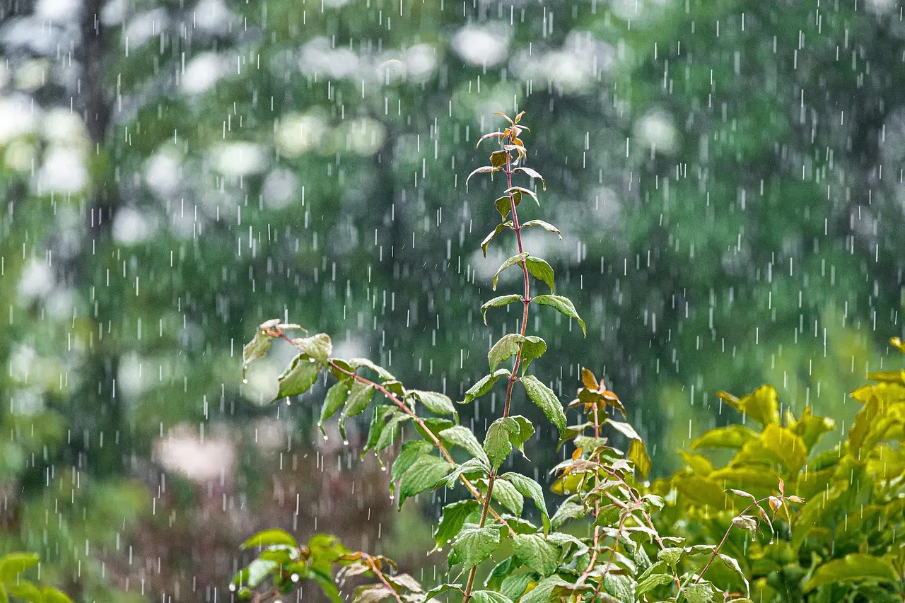 Showering Plants for a Thorough Clean (Image Credits: Pixabay)
