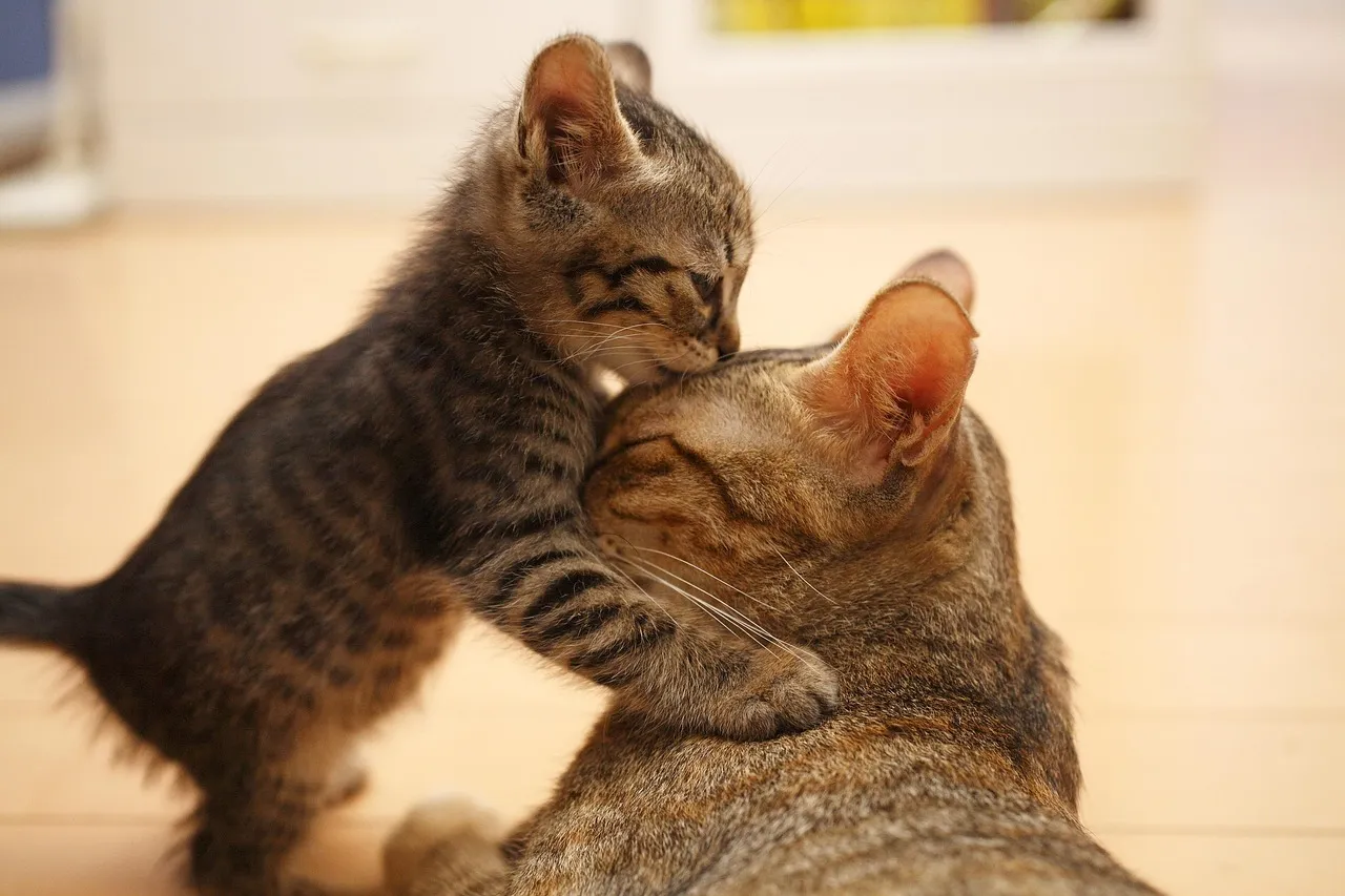 Maternal Instinct in Female Cats (Image Credits: Pixabay)