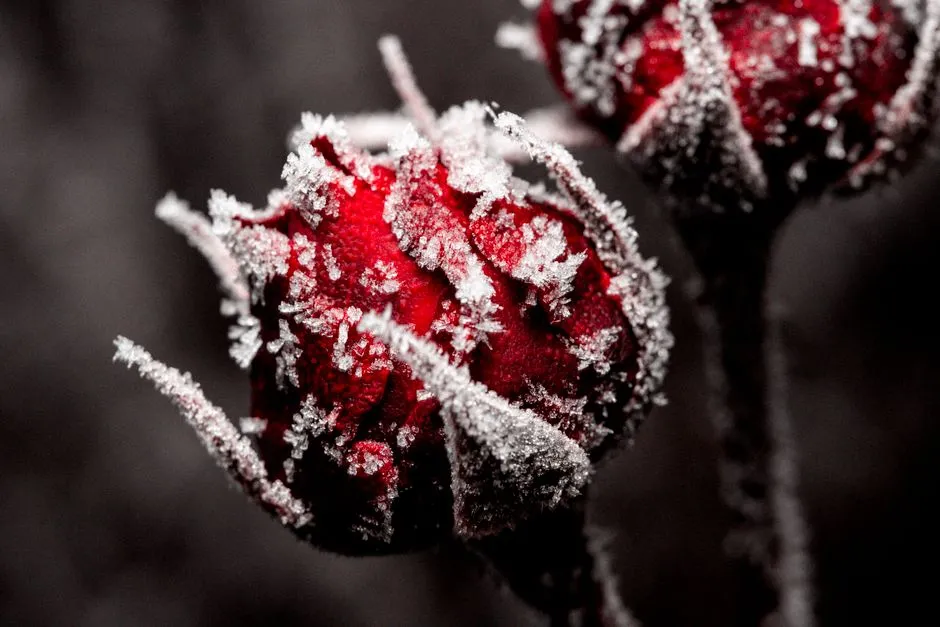 What Actually Happens During a Severe Winter (Image Credits: Pexels)