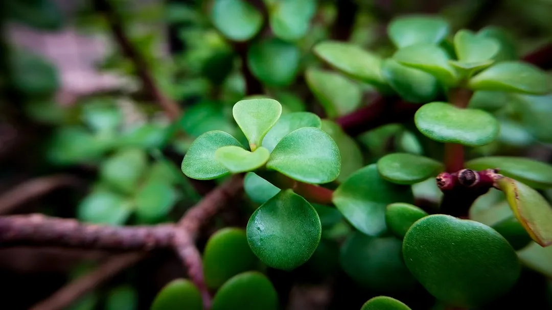The Jade Plant: The Patient Builder (Image Credits: Unsplash)