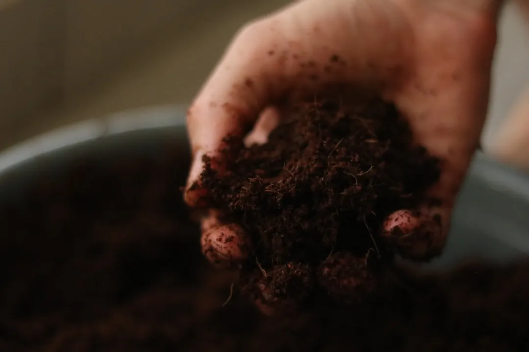2. You Can Never Add Too Much Compost (Image Credits: Unsplash)