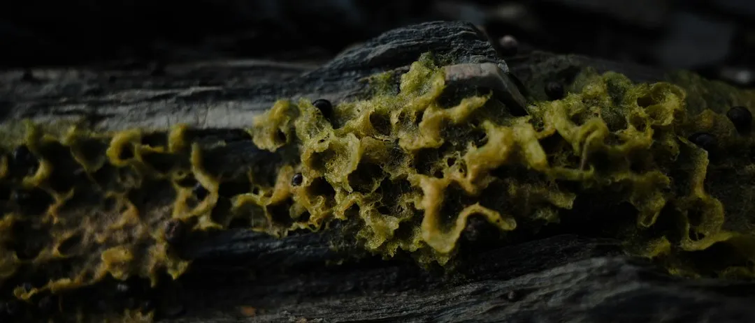 It's Not a Fungus, Not a Plant, and Not Quite an Animal (Image Credits: Unsplash)