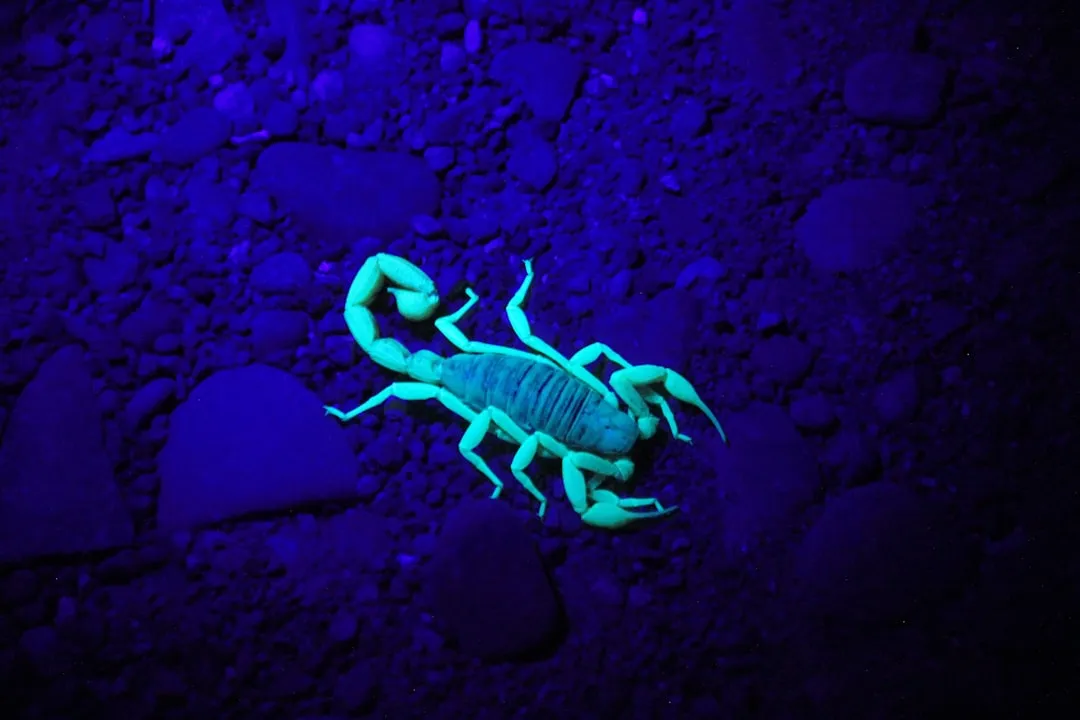 Use a UV Blacklight to Confirm What You're Dealing With (Image Credits: Unsplash)