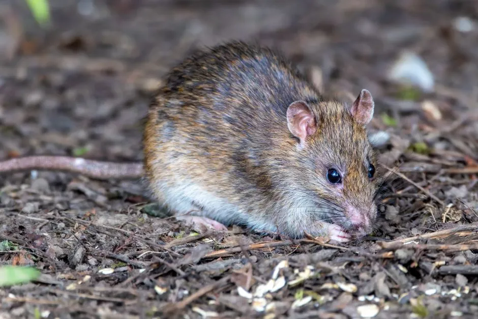 Rodents Move in Fast (Image Credits: Pexels)