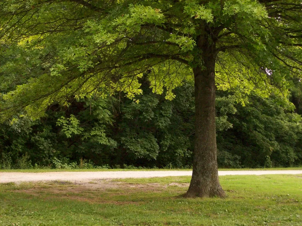 The Real Energy Savings Behind A Shade Tree (friggy_30, Flickr, CC BY 2.0)