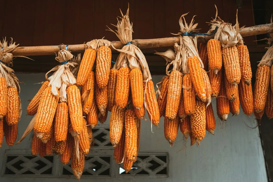 1. Dried Corn Stalk Bundles (Image Credits: Unsplash)