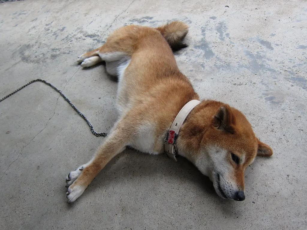 4. Shiba Inu: Japan's Ancient Dog With Modern Staying Power (Yuya Tamai, Flickr, CC BY 2.0)