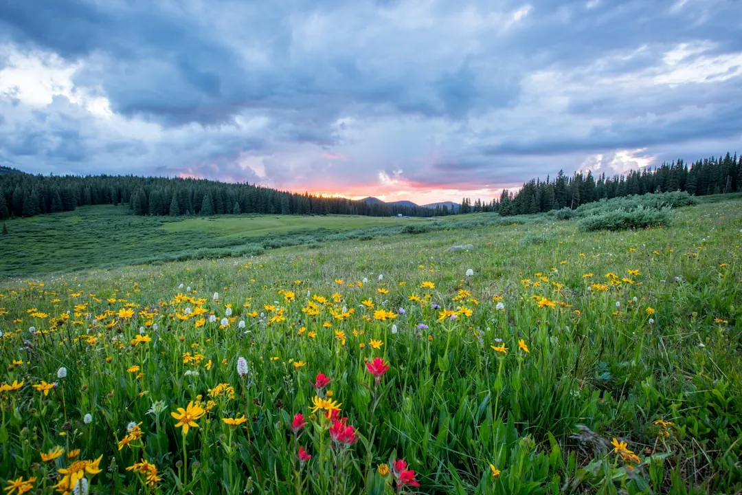 A Wild Patch at King's College Transformed the Numbers (Image Credits: Unsplash)