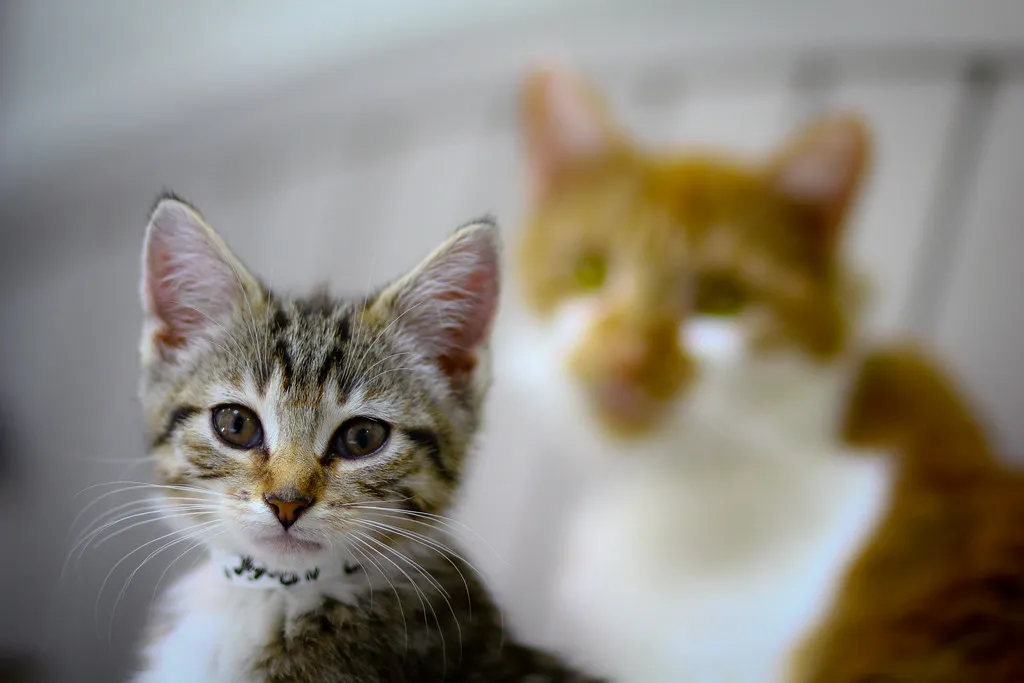 Each Cat Develops Its Own Vocal Language With Its Owner (Cody Ryan Reigle, Flickr, CC BY 2.0)