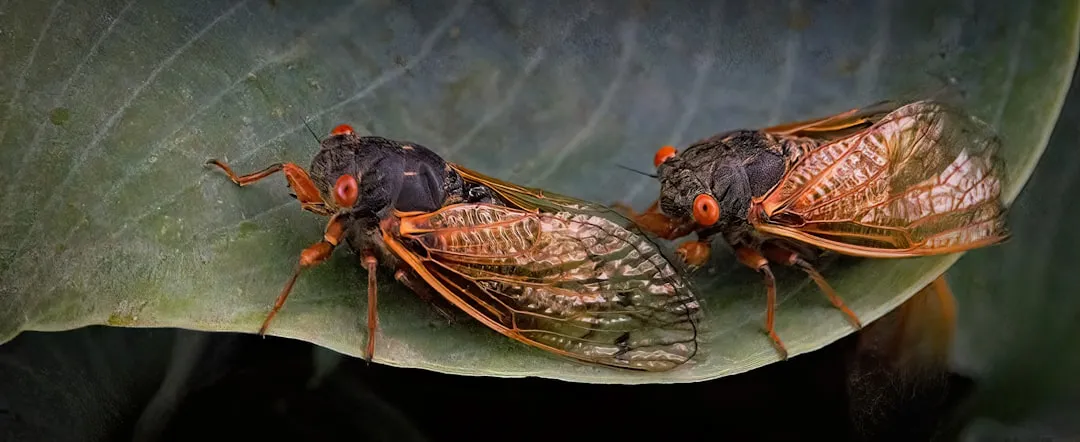 A Quiet Cicada Year With A Surprising Exception (Image Credits: Unsplash)