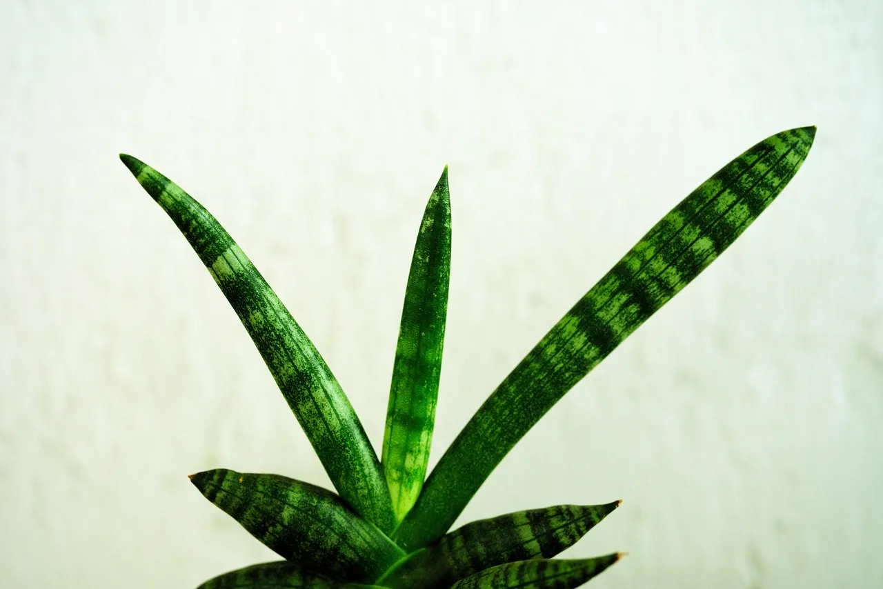 The Dracaena Devotee: Elegant, Low-Fuss, Quietly Sophisticated (Image Credits: Pixabay)