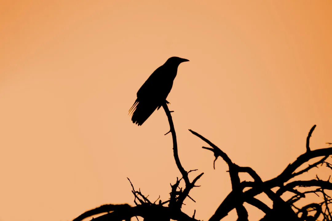 Social Learning: Teaching Other Crows Who to Fear (Image Credits: Unsplash)