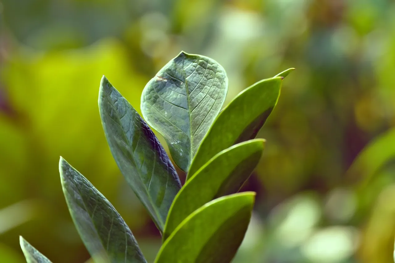3. ZZ Plant (Zamioculcas zamiifolia): Nearly Impossible to Kill (Image Credits: Pixabay)