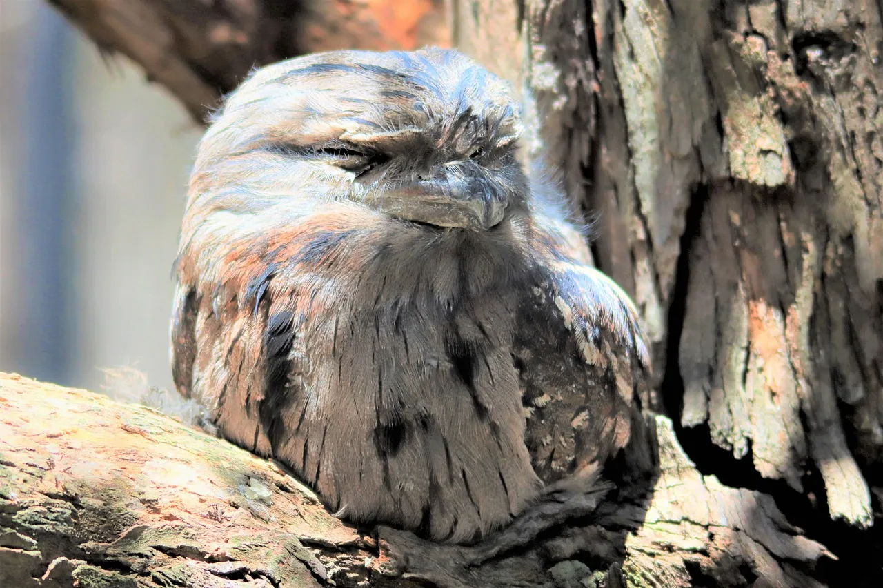 Why Owls Can't Simply Move Their Eyes (Image Credits: Pixabay)