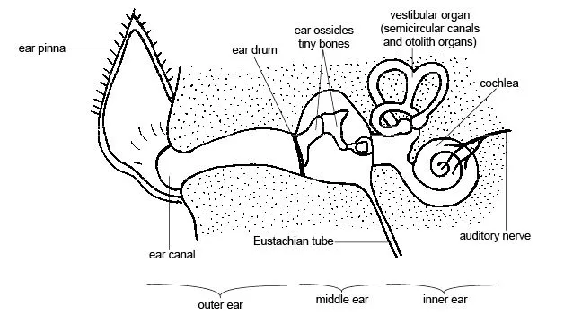 Your Eustachian Tubes Are the Real Story (Transferred from en.wikibooks; transferred to Commons by User:Adrignola using CommonsHelper., CC BY 3.0)
