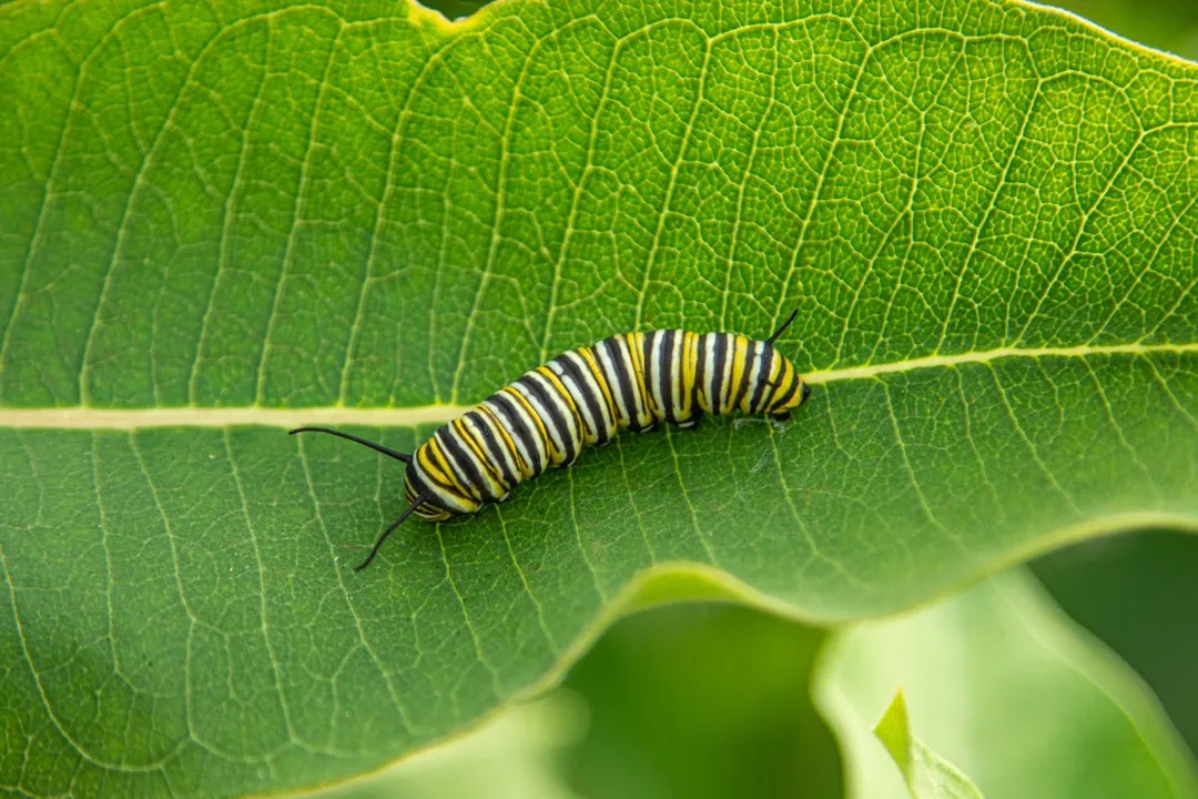 5. Birds Rely on Insects That Live in the Leaves (Image Credits: Unsplash)