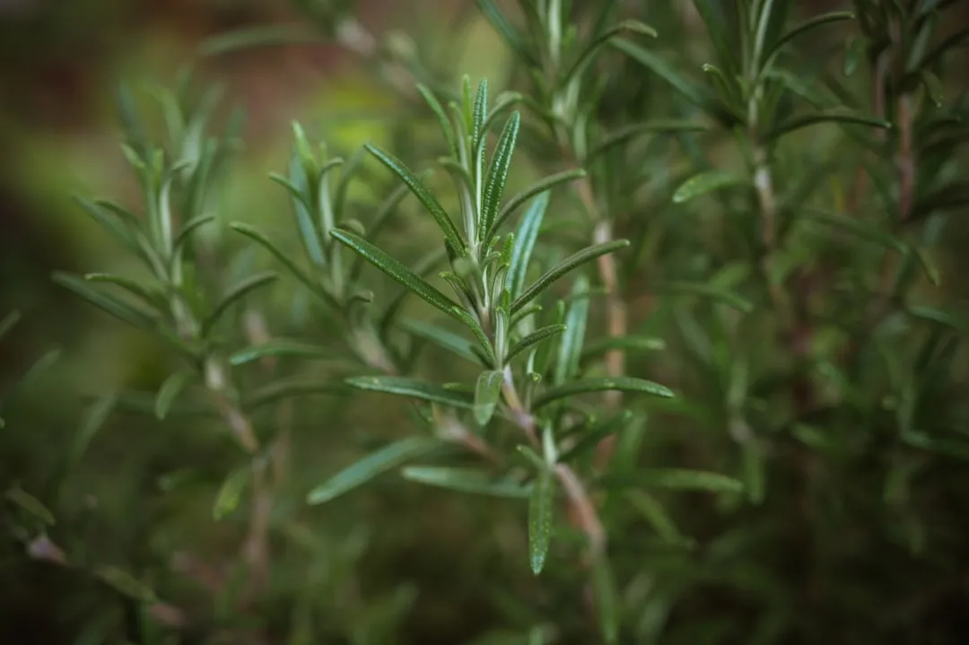 6. Rosemary: Lean Soil, Rich Oil (Image Credits: Unsplash)