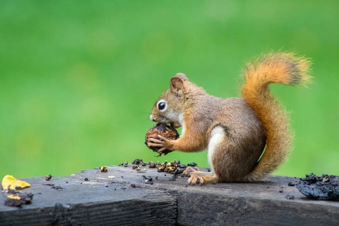 The Survival Instinct Behind Every Buried Nut (Image Credits: Unsplash)