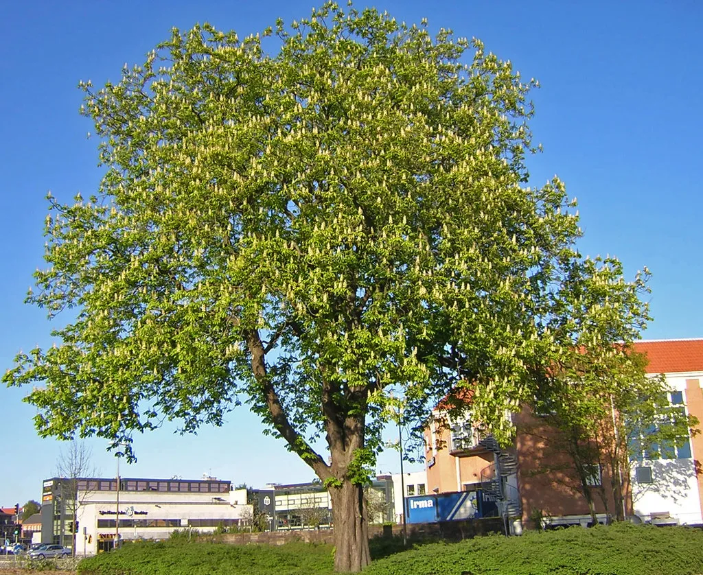 The Research Momentum Behind Green Infrastructure (Ma1974, Flickr, CC BY 2.0)