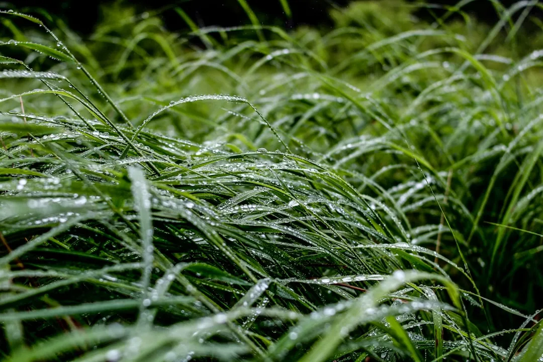 During the Storm: When the Smell Peaks (Image Credits: Unsplash)