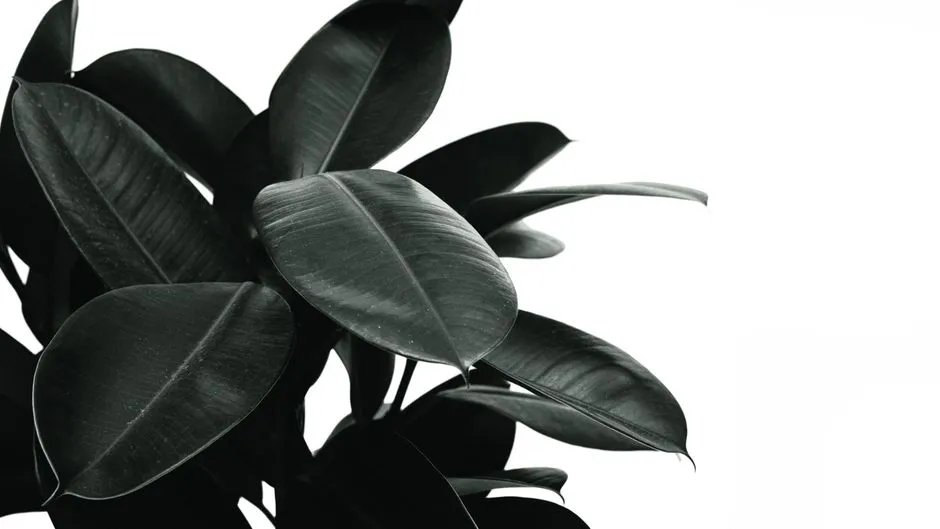 6. Rubber Plant (Ficus elastica) (Image Credits: Pexels)