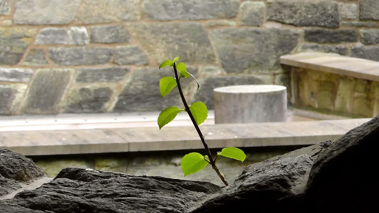 Growing Indoors: Year-Round Options (Image Credits: Pixabay)