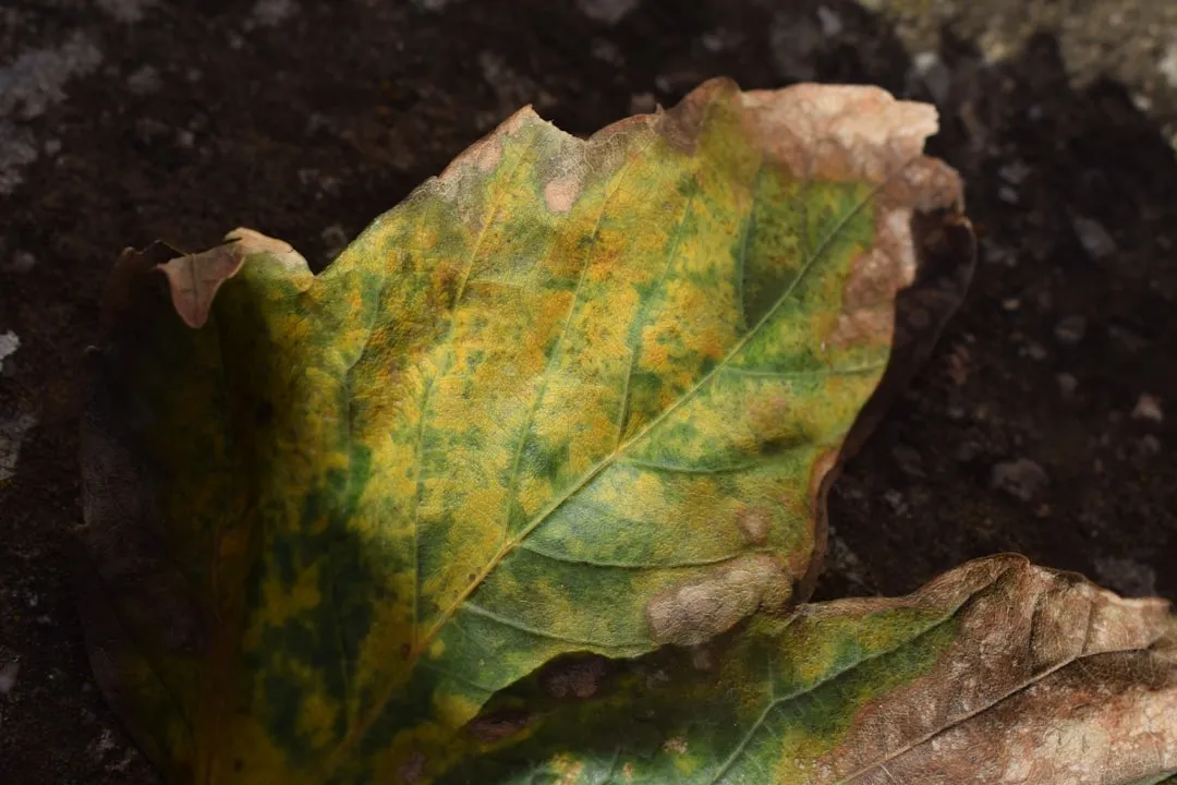 What Early Blight Actually Is (Image Credits: Unsplash)