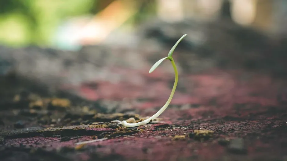 A Living Plant in the Temperate House (Image Credits: Pexels)