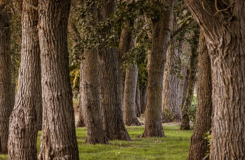 How Long Stakes Are Left In Place (Image Credits: Pexels)