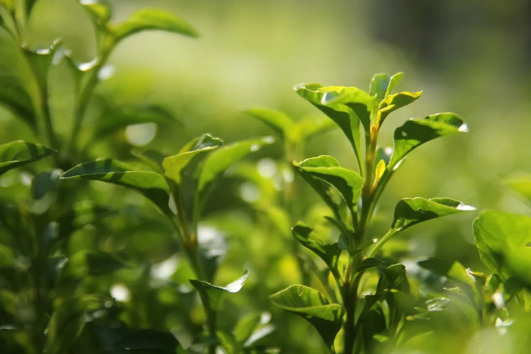 Why Weeds Are Surprisingly Good Fertilizer Material (Image Credits: Unsplash)