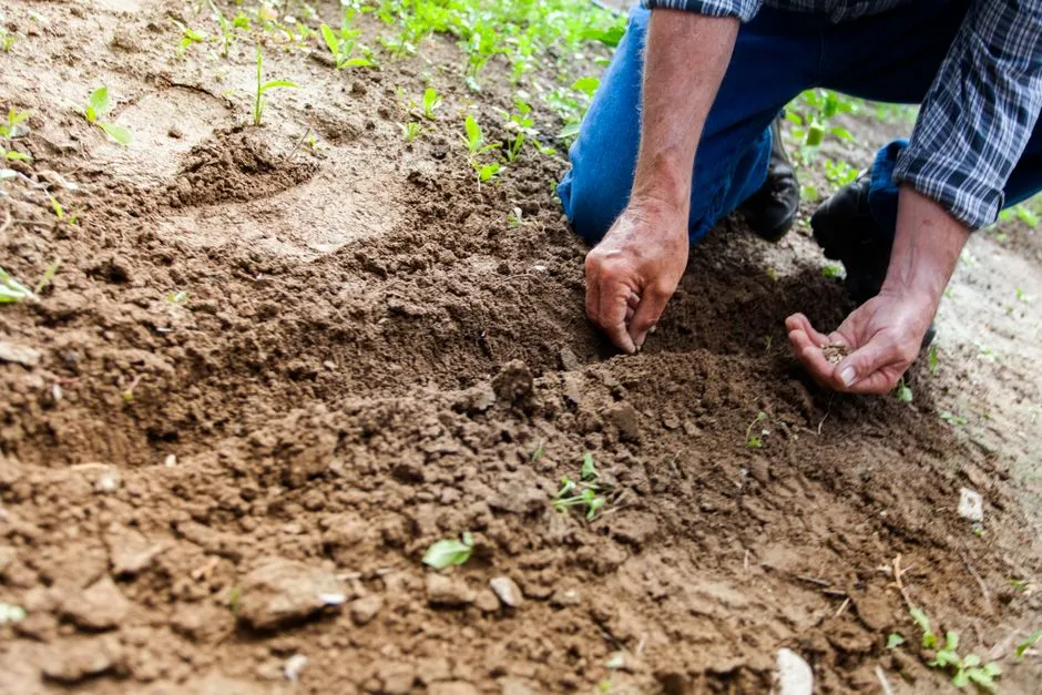 What a Find Like This Means for Backyard Gardeners (Image Credits: Pexels)