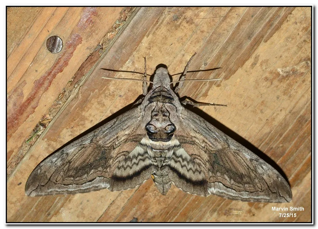 Moths That Eavesdrop on Stressed Plants (Slomoz, Flickr, CC BY-SA 2.0)