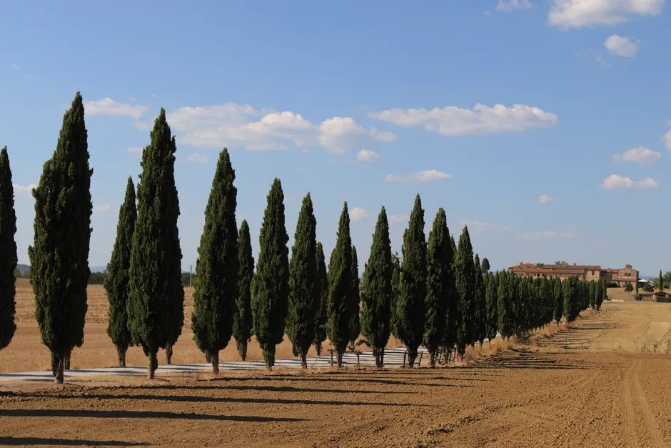Plant 2: Italian Cypress (Image Credits: Pexels)