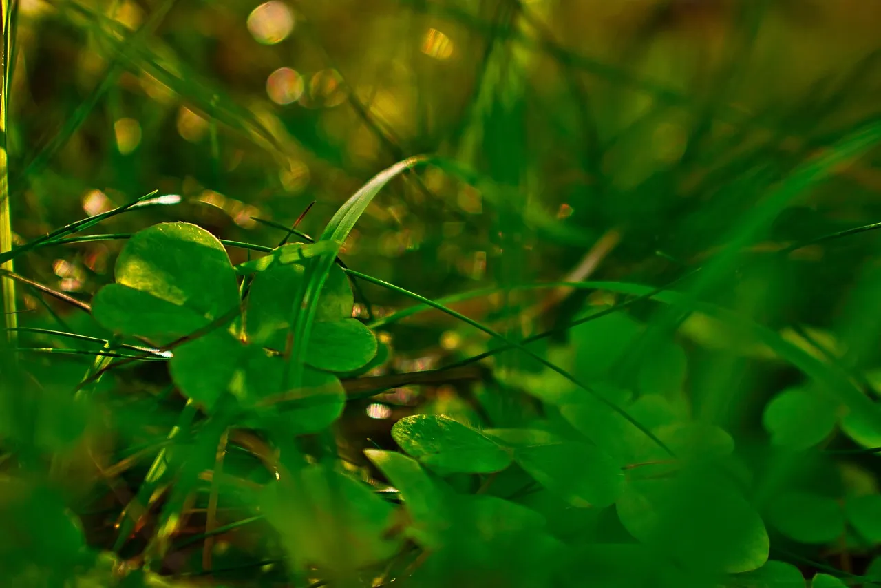 What "Low Light" Actually Means (Image Credits: Pixabay)