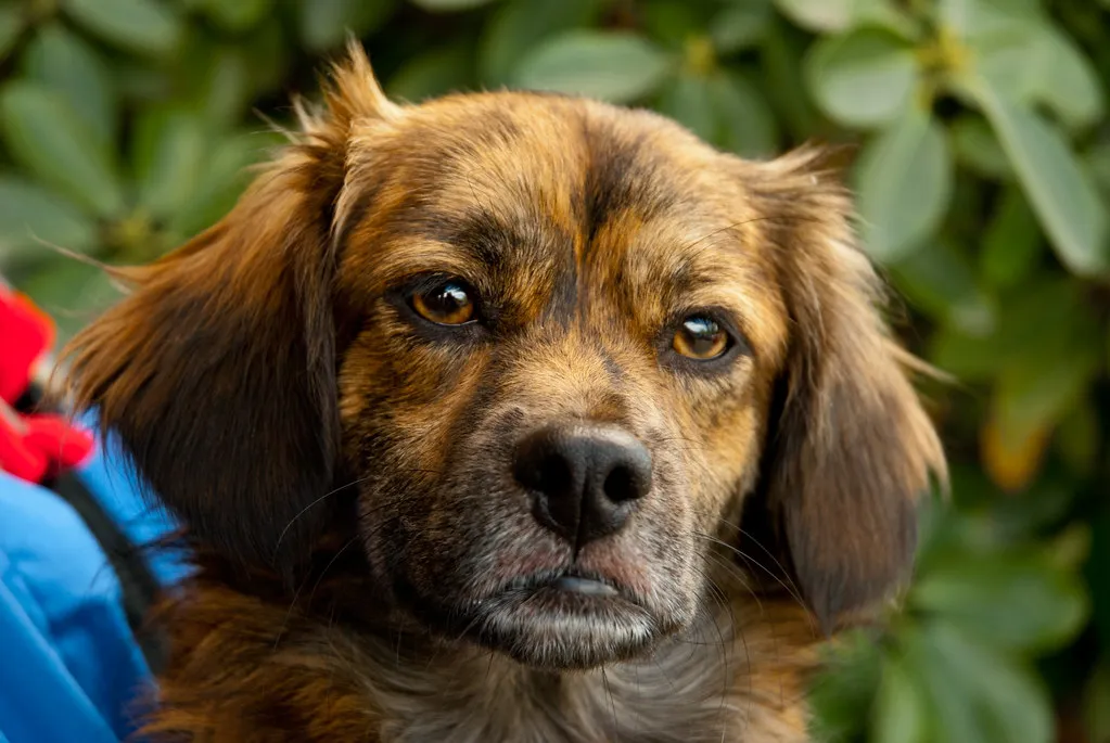 What Actually Helps a Bored Dog (~ Laurie ~, Flickr, CC BY 2.0)