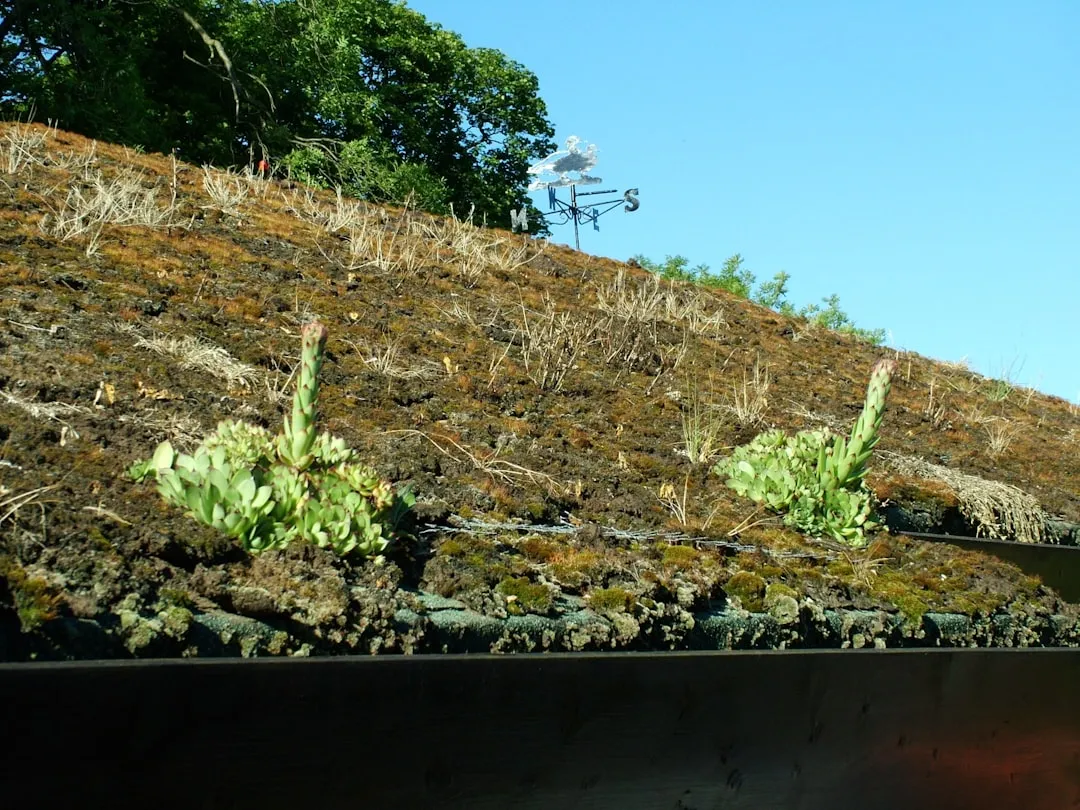 Green Roofs: Turning Dead Space Into Cooling Infrastructure (Image Credits: Unsplash)