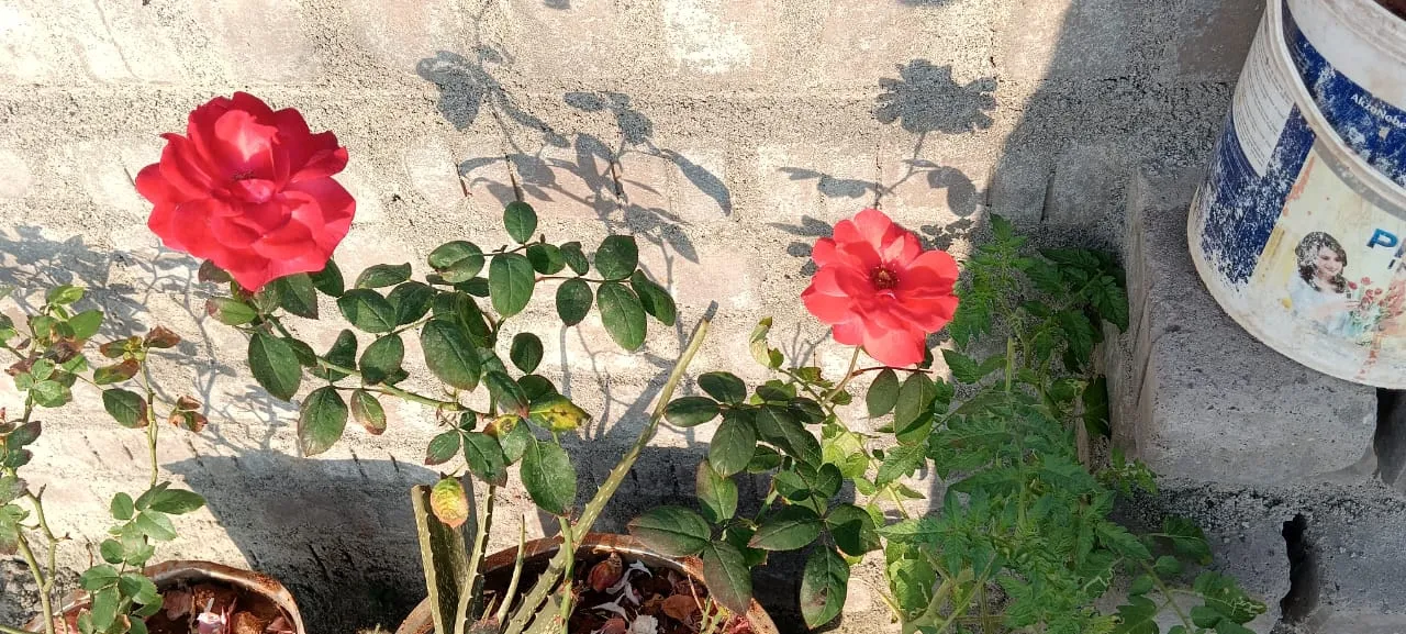 Check on Container Roses Before the Hard Freeze Arrives (By Rubypriscilla77, CC BY-SA 4.0)