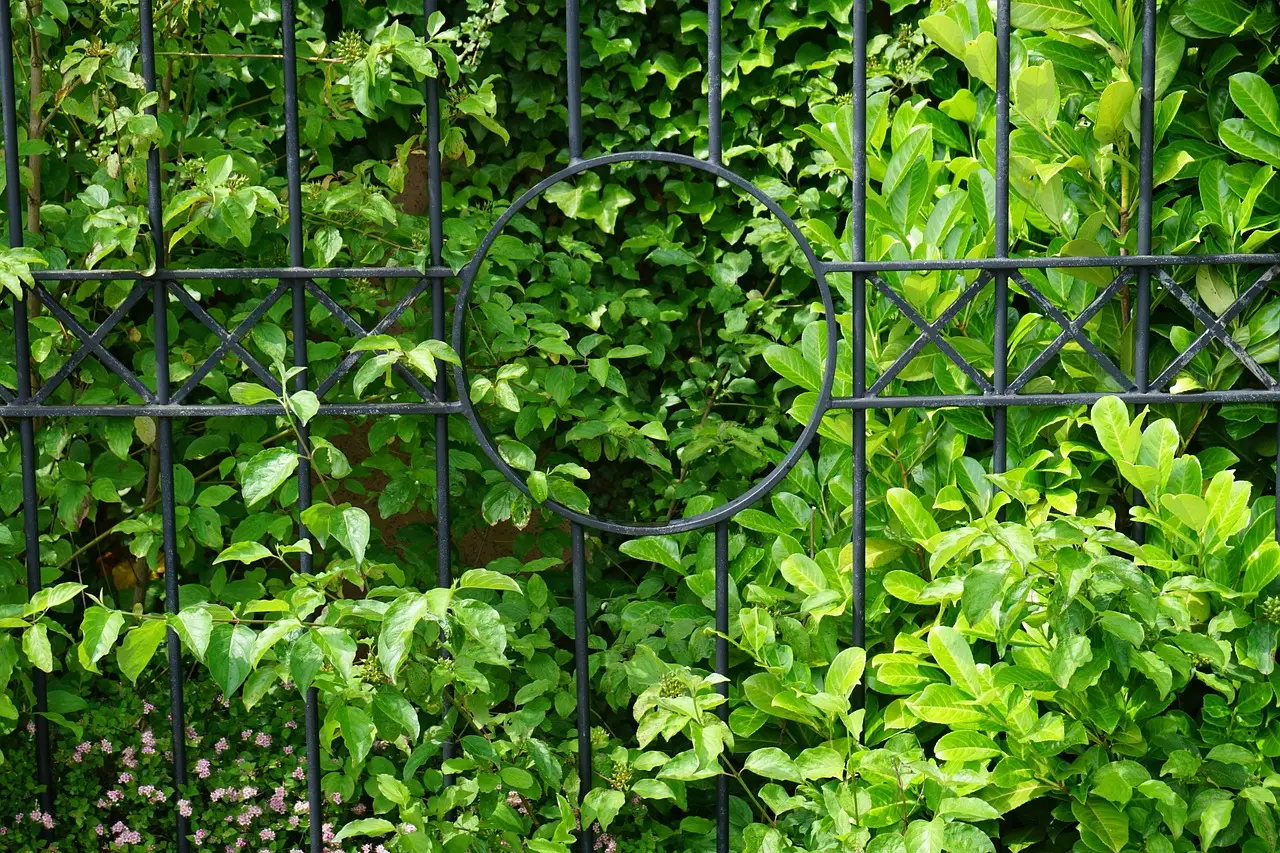 3. Cherry Laurel - Shade-Tolerant and Impressively Dense (Image Credits: Pixabay)