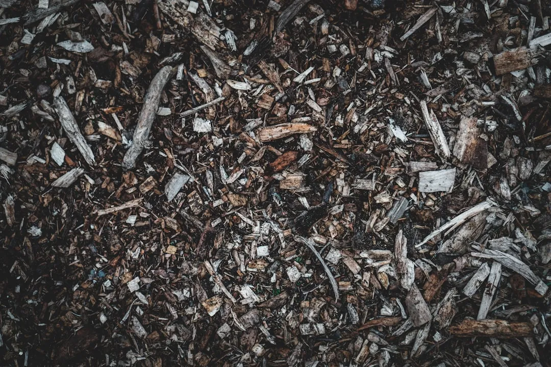 The Role of Mulch and Soil in a Dry Garden (Image Credits: Unsplash)