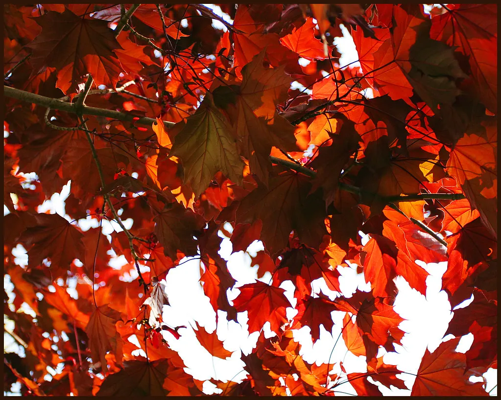 Which Plants Are Most at Risk (Sharon Mollerus, Flickr, CC BY 2.0)