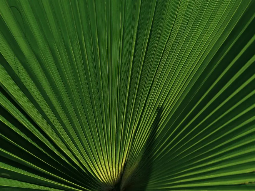 Auxin: The Plant Hormone Doing the Math (Image Credits: Pexels)