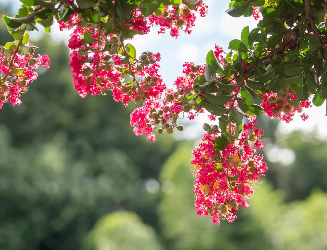 Crape Myrtle: Color That Thrives When It's Hottest (Image Credits: Unsplash)