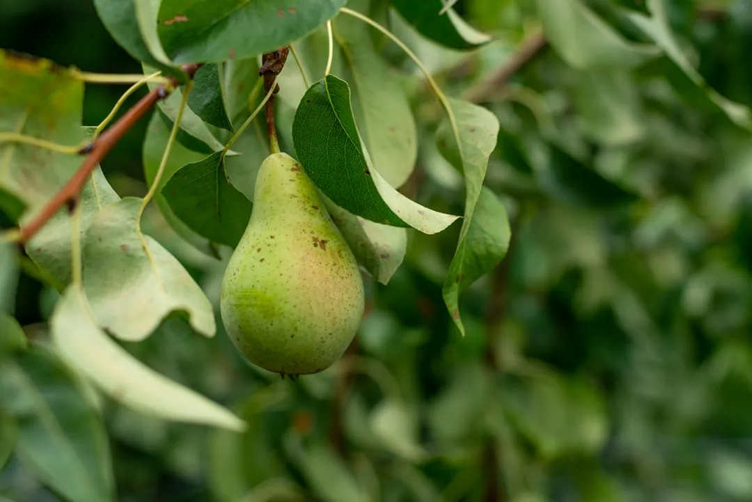 Compact Pears: An Underrated Patio Choice (Image Credits: Unsplash)
